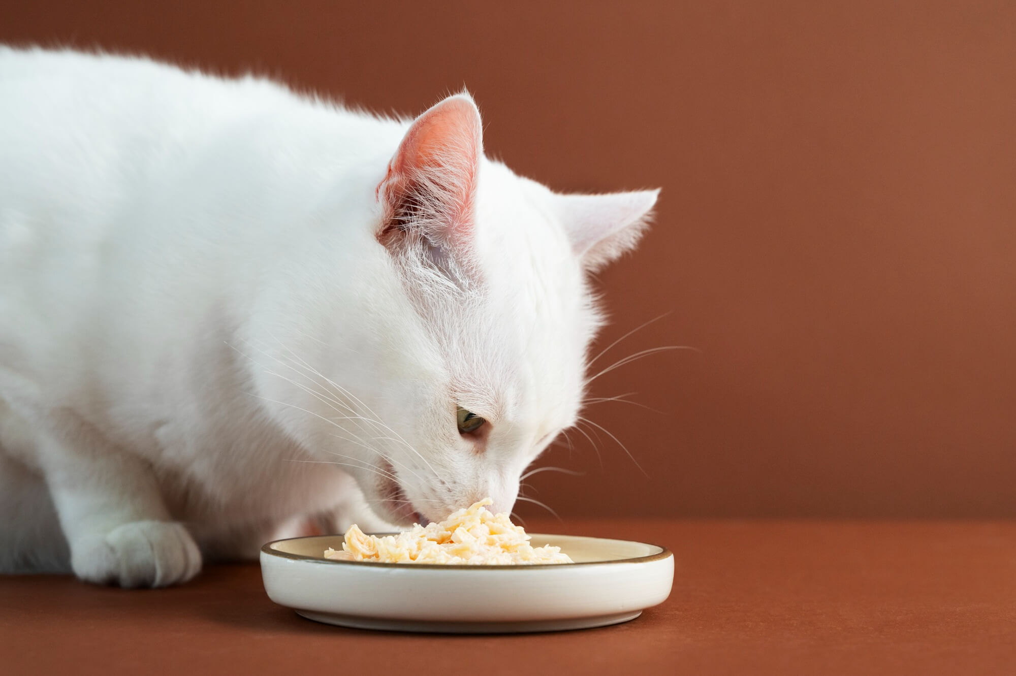 Gato comendo alimento úmido