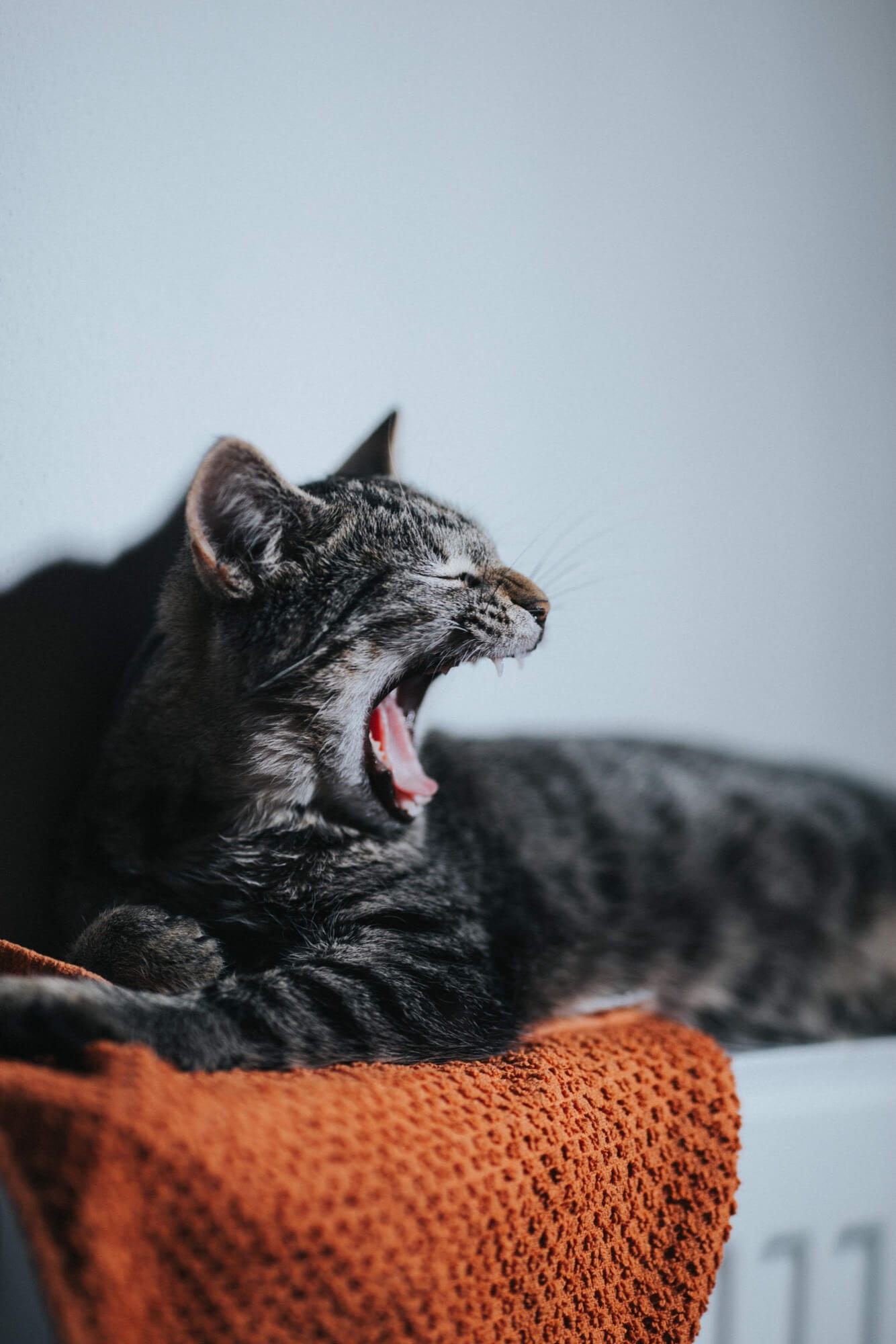 foto de um gato com a boca aberta imitando vômito